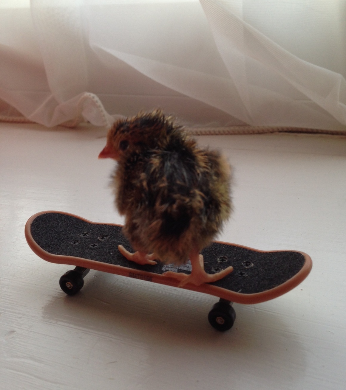Rank 3 quail