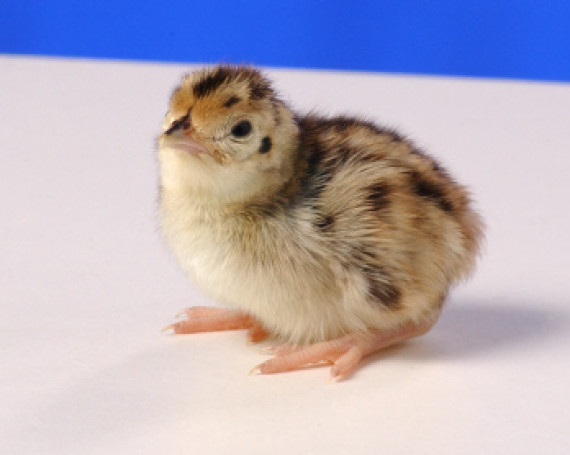 Quail option 2