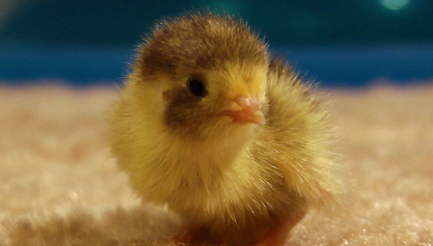 Quail option 2