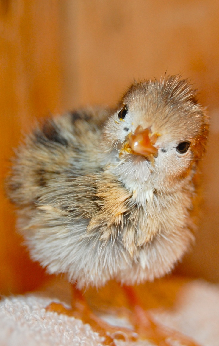 Quail option 1