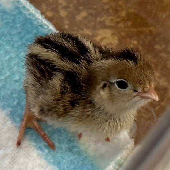 Quail option 1