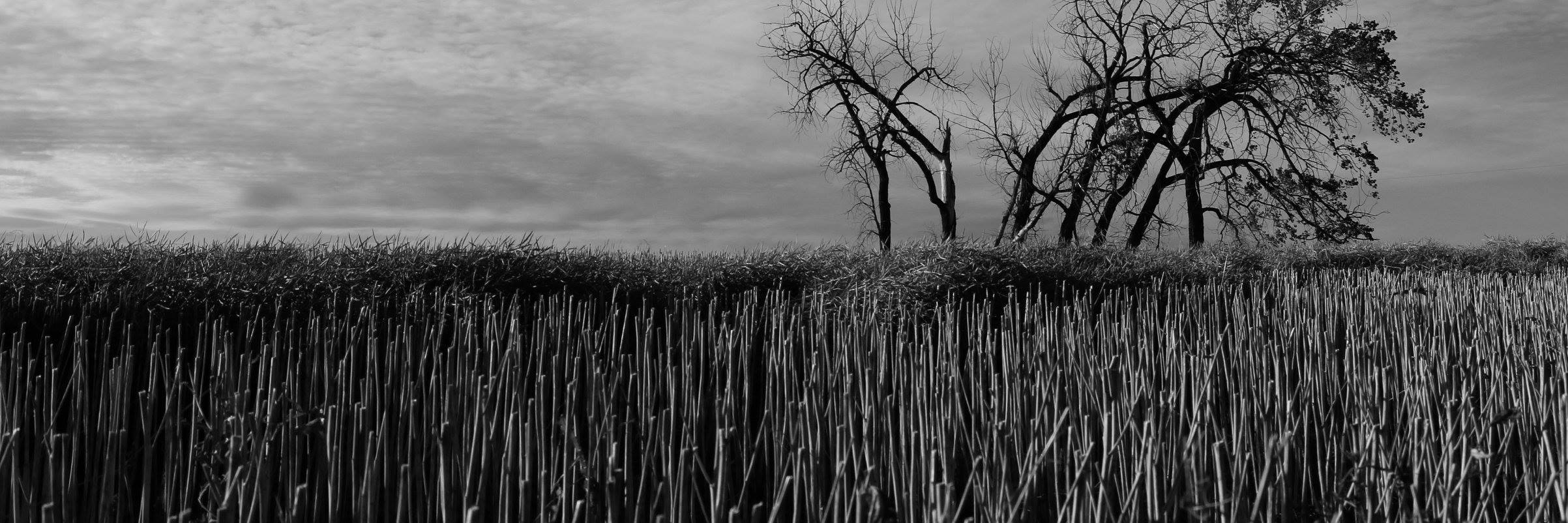 Trees and barren ground under a brooding sky